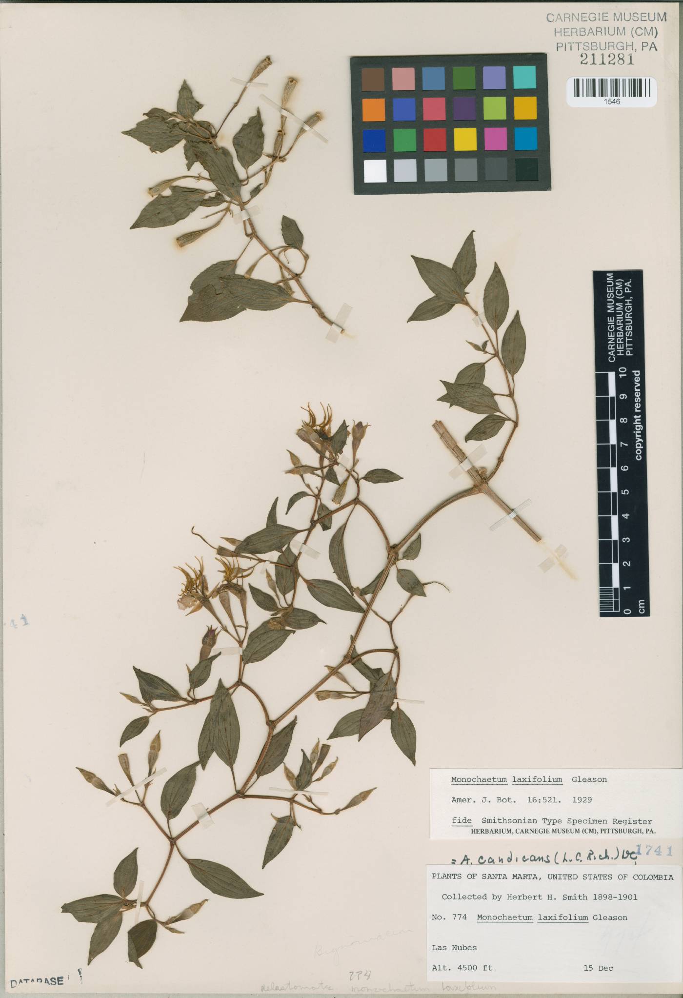 Monochaetum laxifolium image