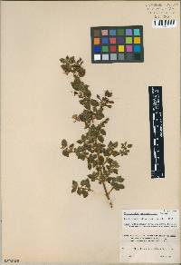 Image of Monochaetum rotundifolium
