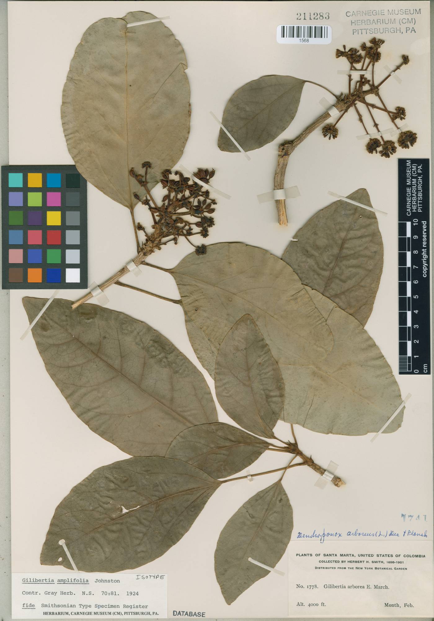 Dendropanax amplifolius image