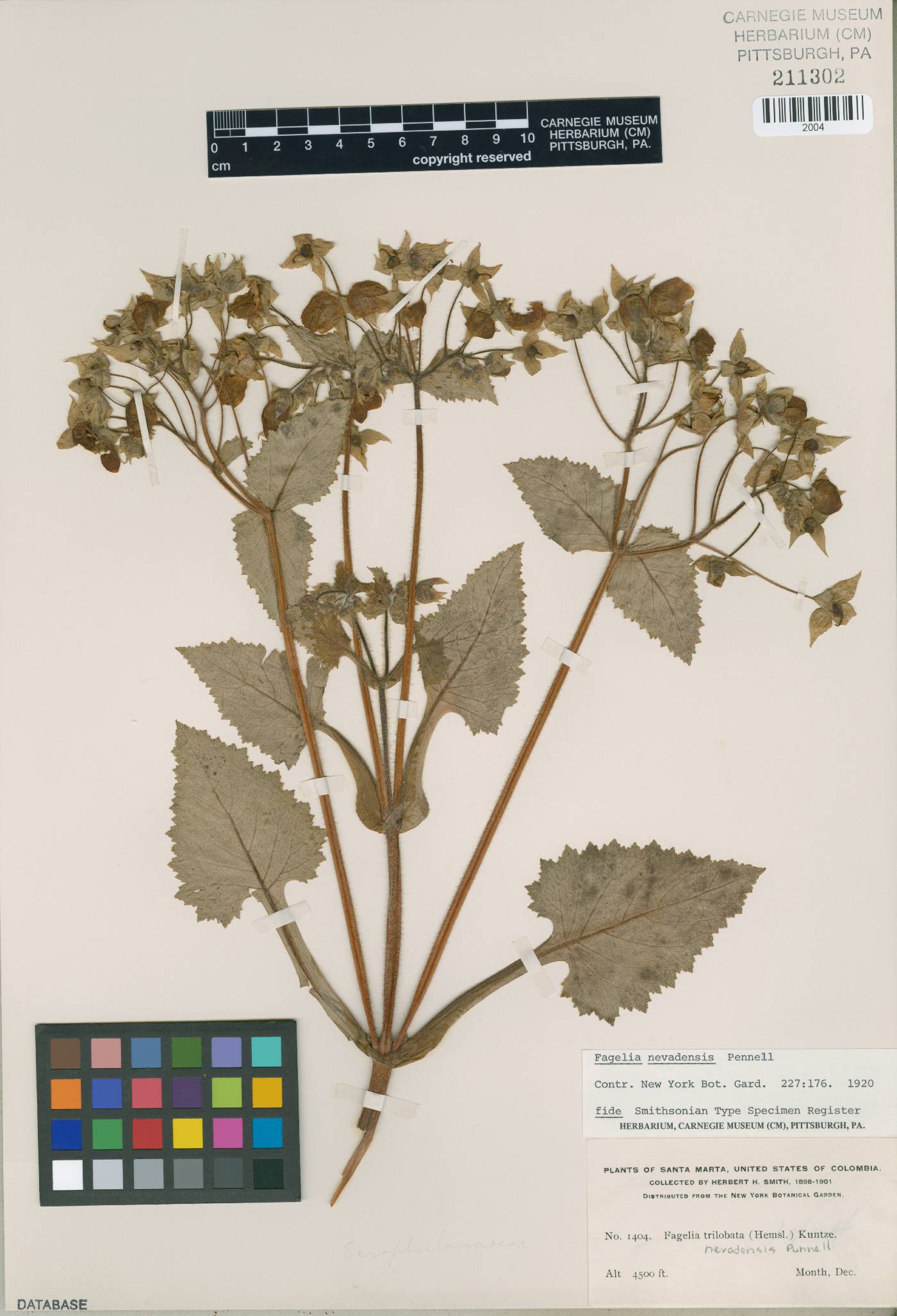Calceolaria nevadensis image