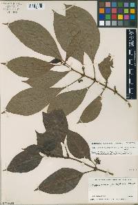 Image of Hoffmannia pauciflora