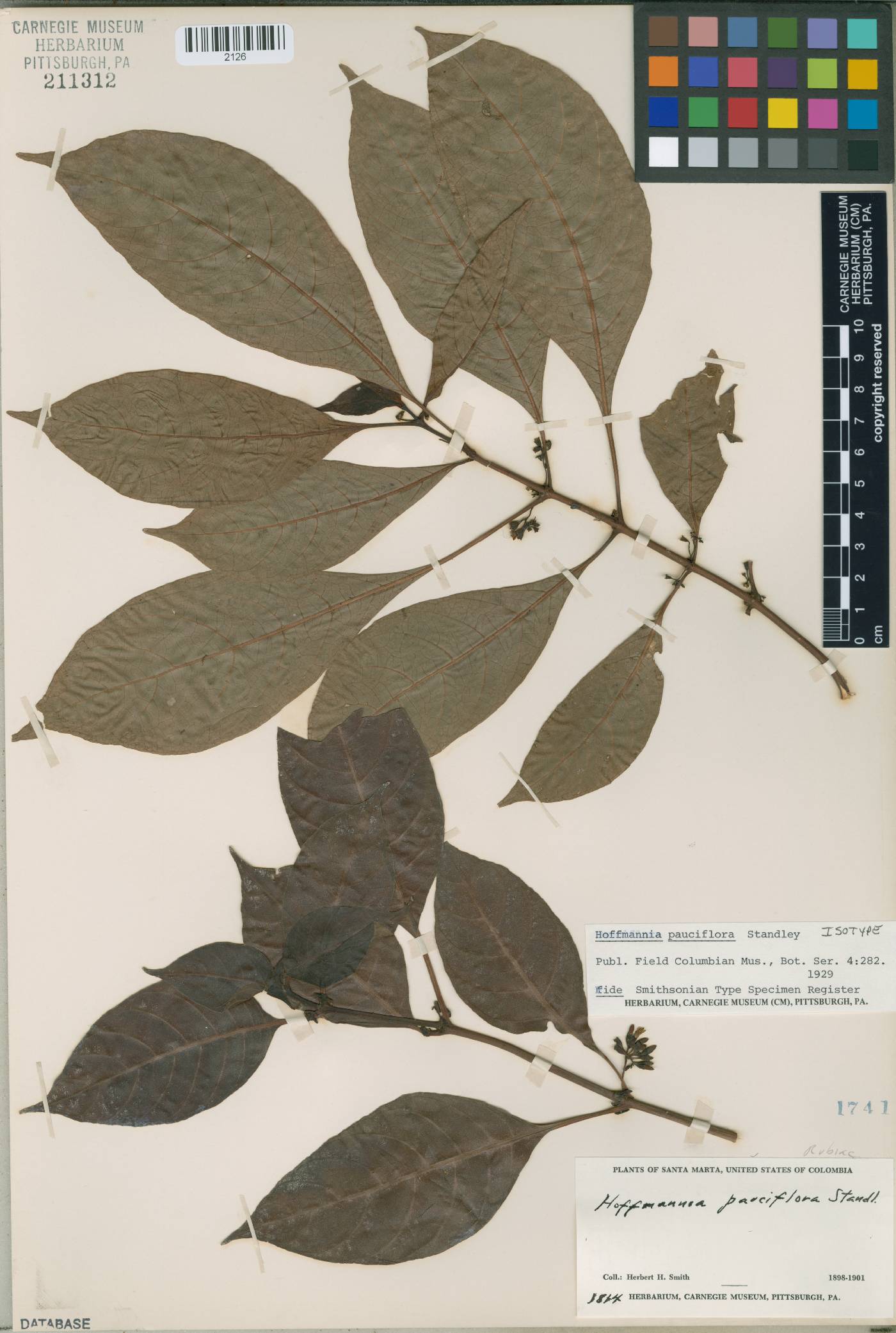 Hoffmannia pauciflora image