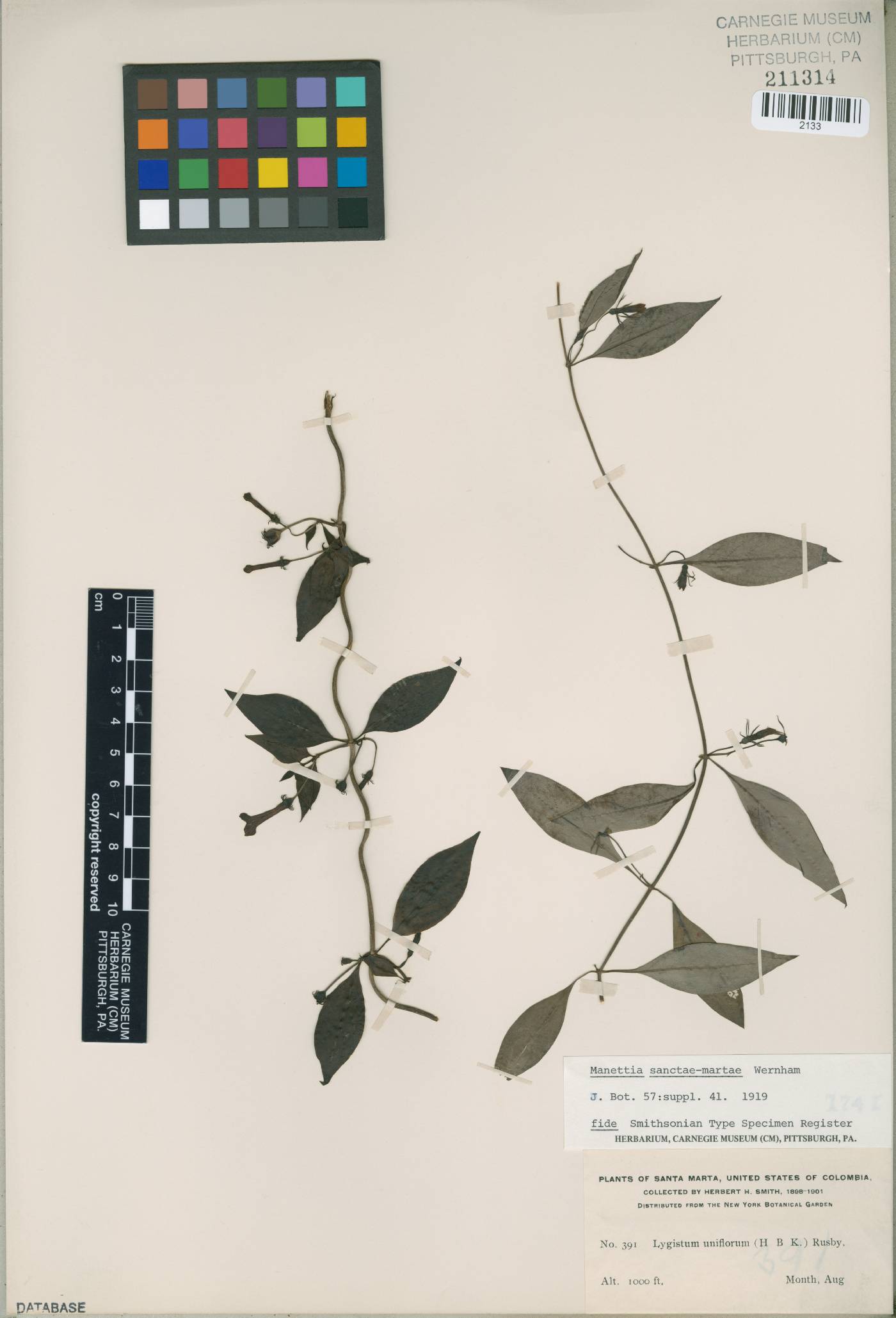 Manettia reclinata image