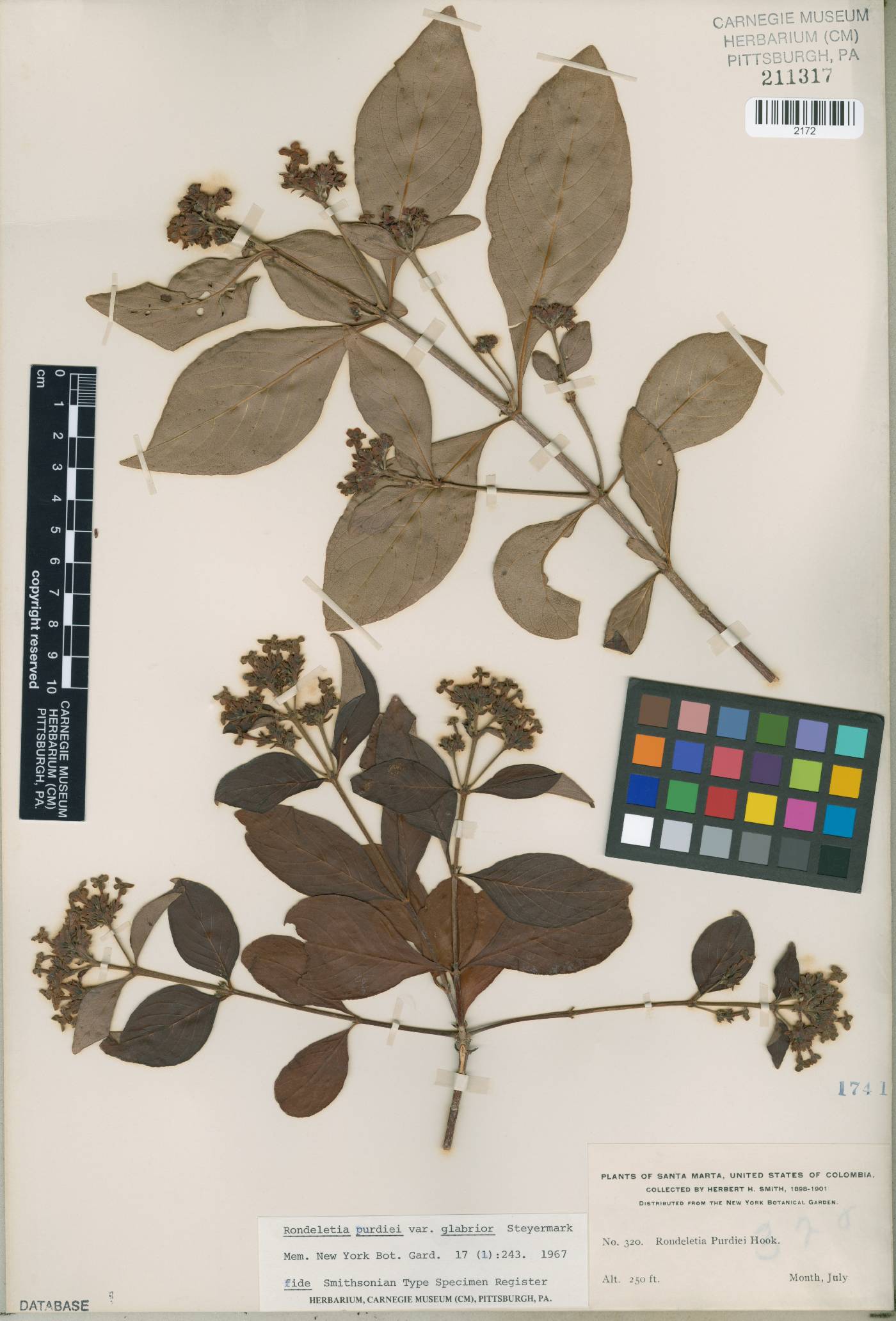 Rondeletia purdiei image