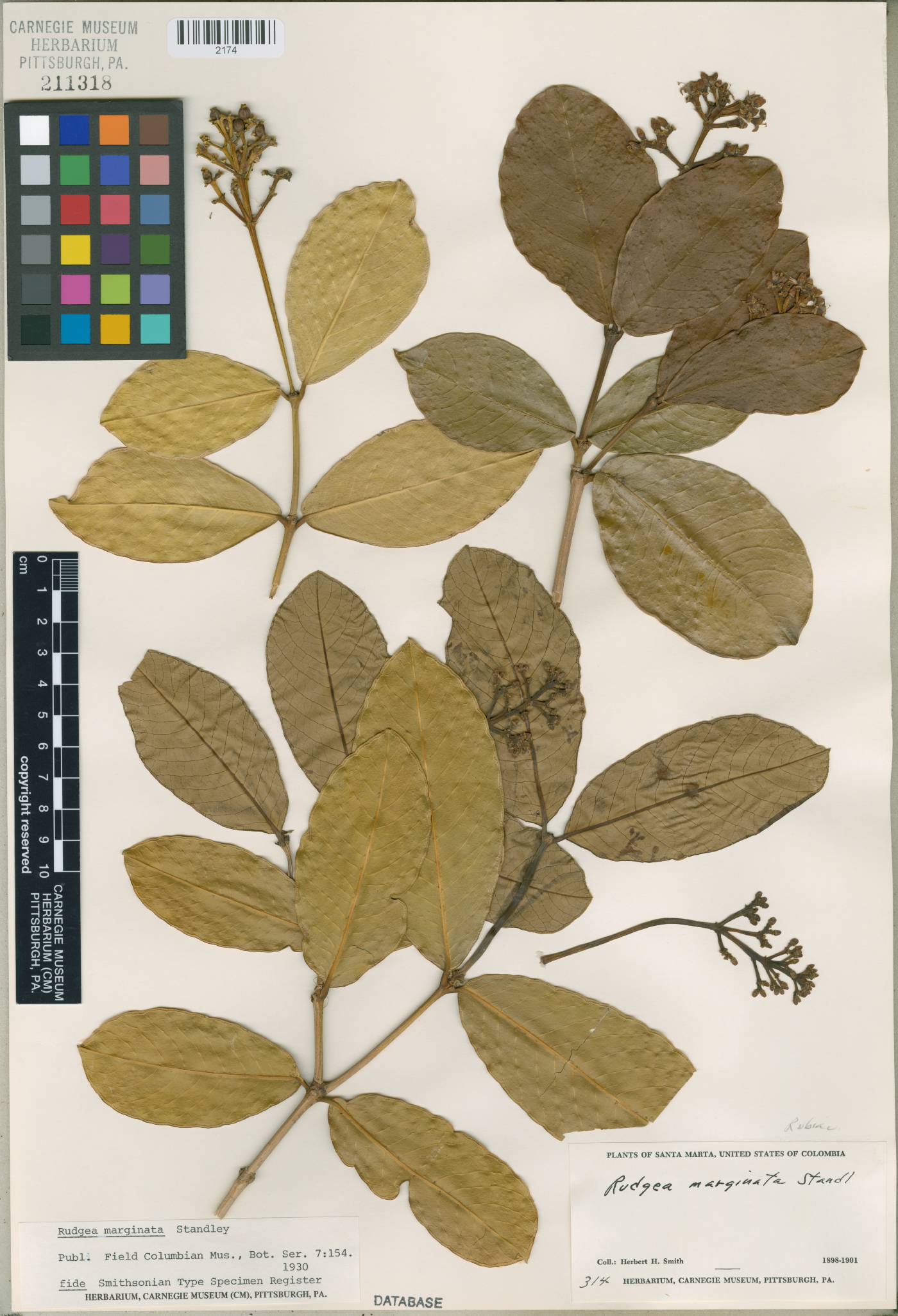Rudgea marginata image
