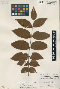 Juglans hirsuta image