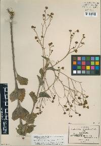 Image of Florestina platyphylla