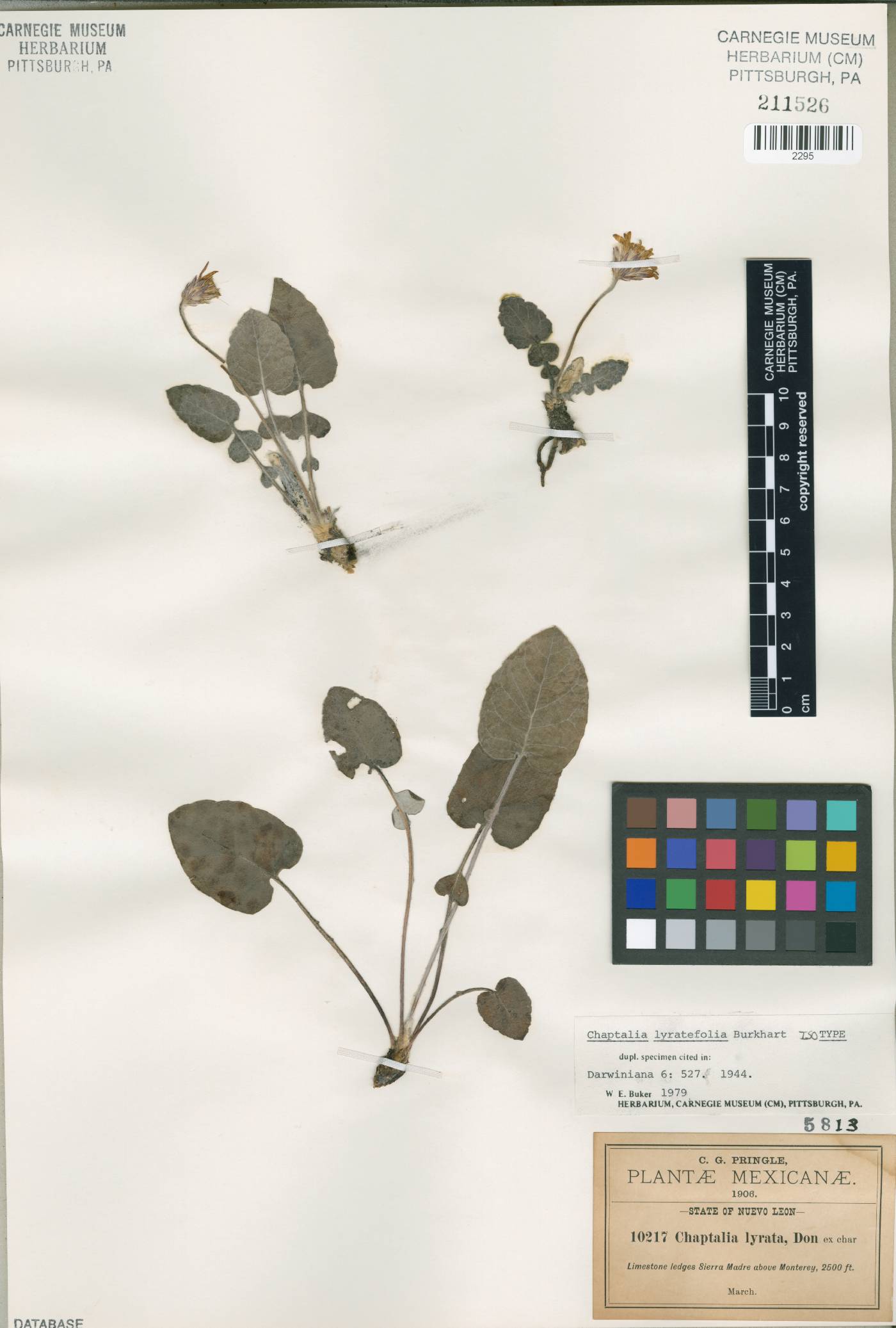 Chaptalia lyratifolia image