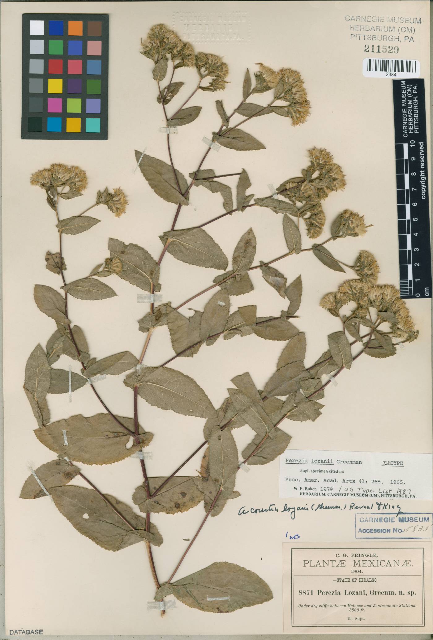 Acourtia lozanoi image