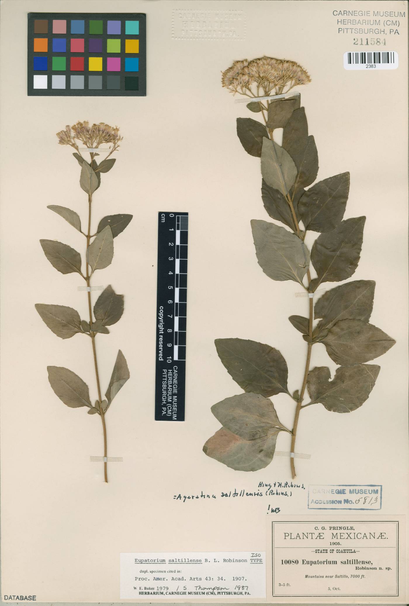 Eupatorium saltillense image