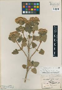 Ageratina tomentella image