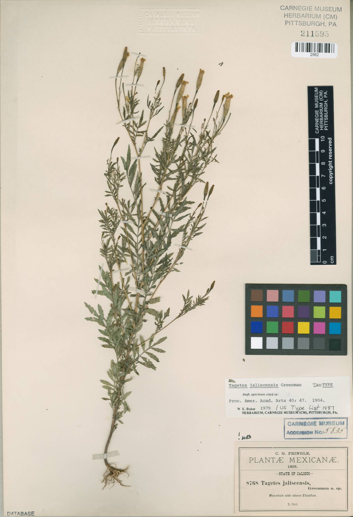 Tagetes jaliscensis image