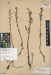 Ludwigia curtissii image