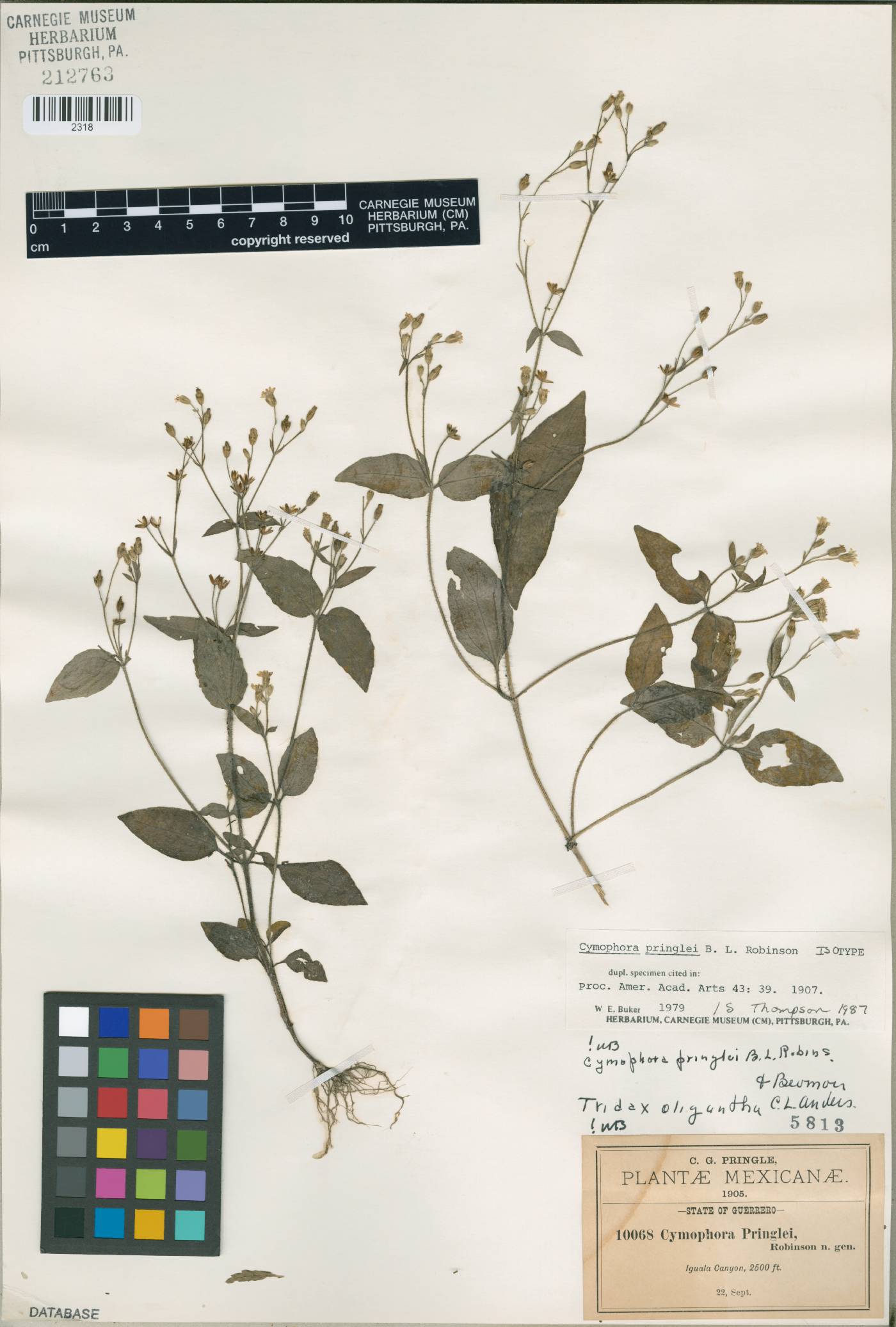 Cymophora pringlei image