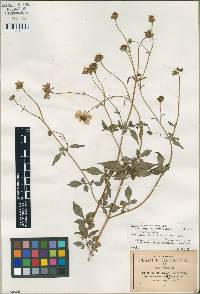 Image of Bidens aequisquama