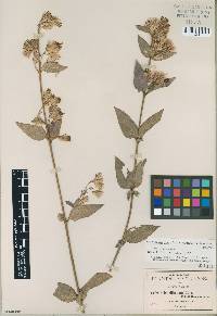 Image of Brickellia lancifolia