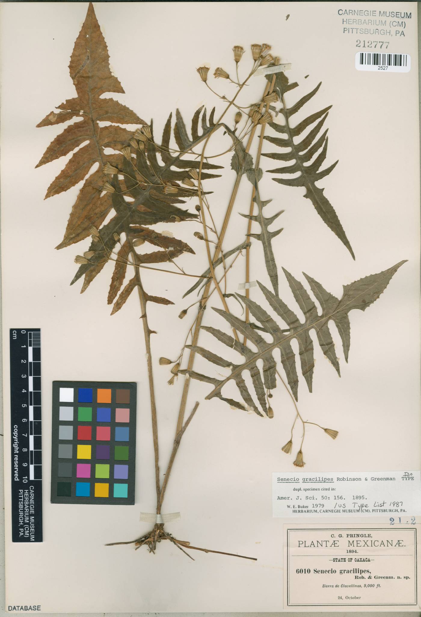 Senecio gracilipes image