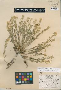 Image of Thelypodium suffrutescens