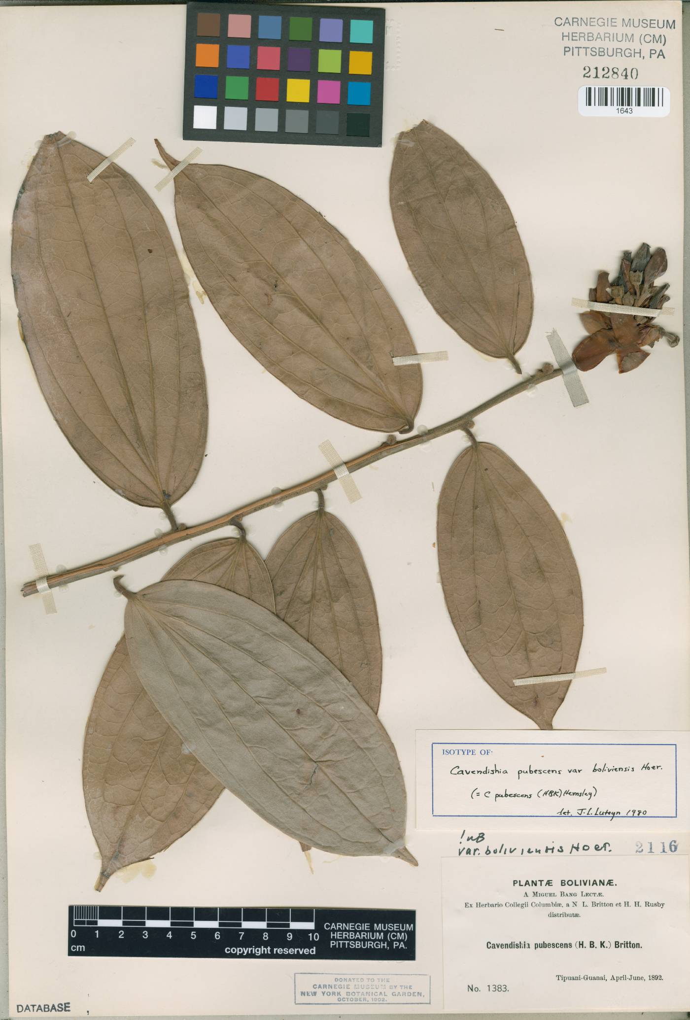 Cavendishia pubescens image