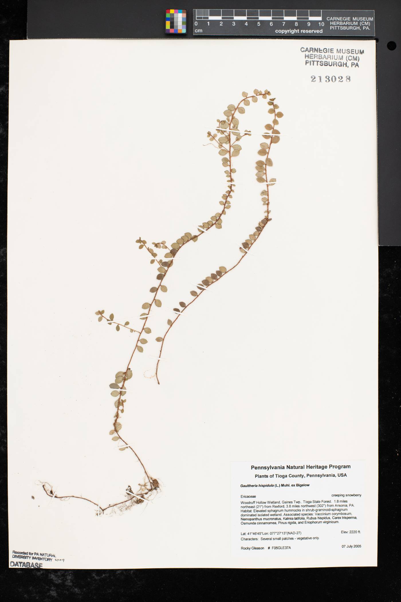 Gaultheria hispidula image