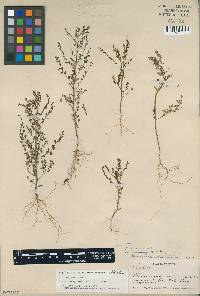 Phyllanthus lindenianus var. leonardorum image