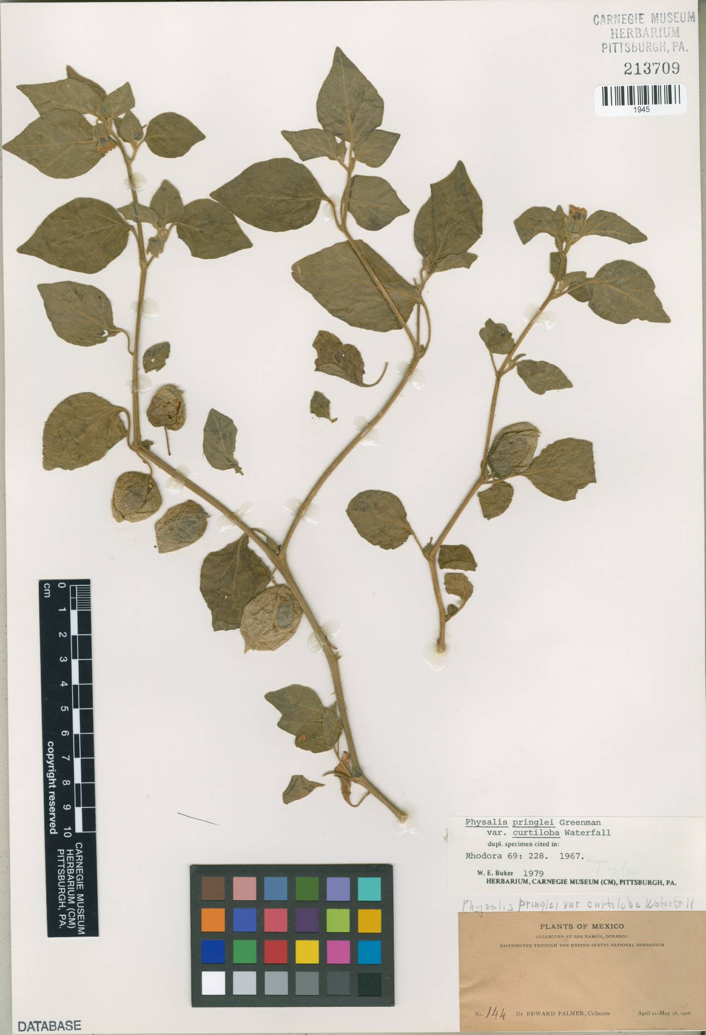 Physalis pringlei var. curtiloba image