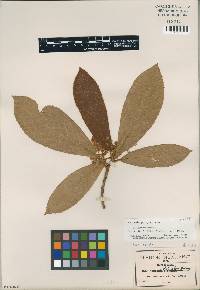 Saurauia pringlei image