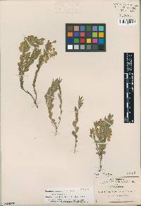 Polygala compacta image