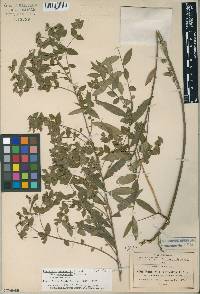 Image of Euphorbia furcillata