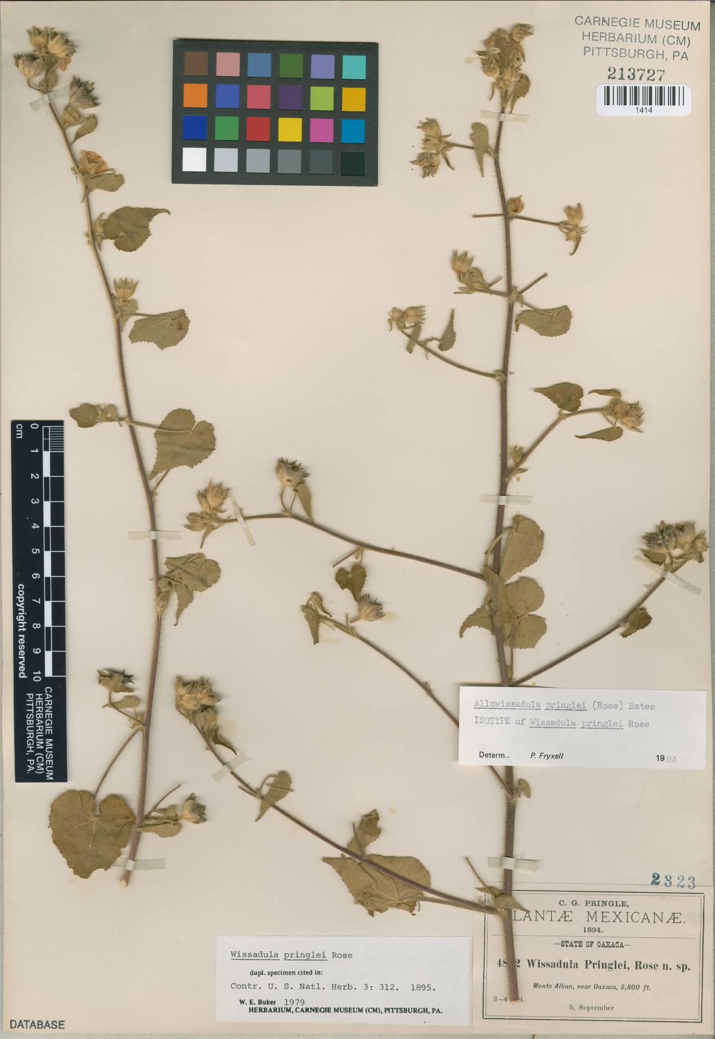 Allowissadula pringlei image