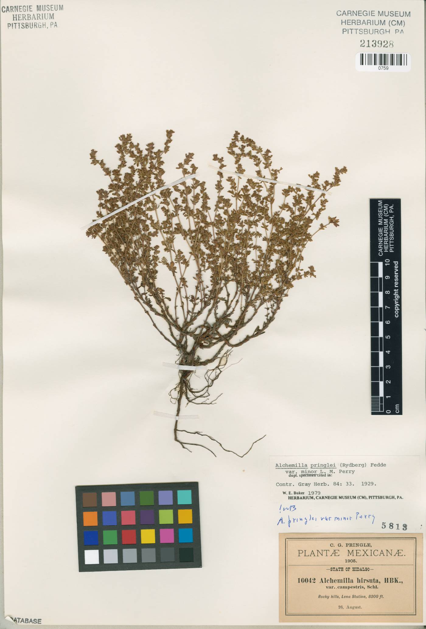 Alchemilla pringlei var. minor image