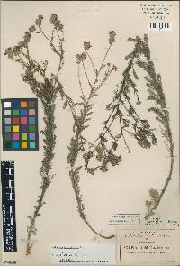 Image of Dalea abietifolia