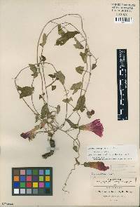 Ipomoea oreophila image