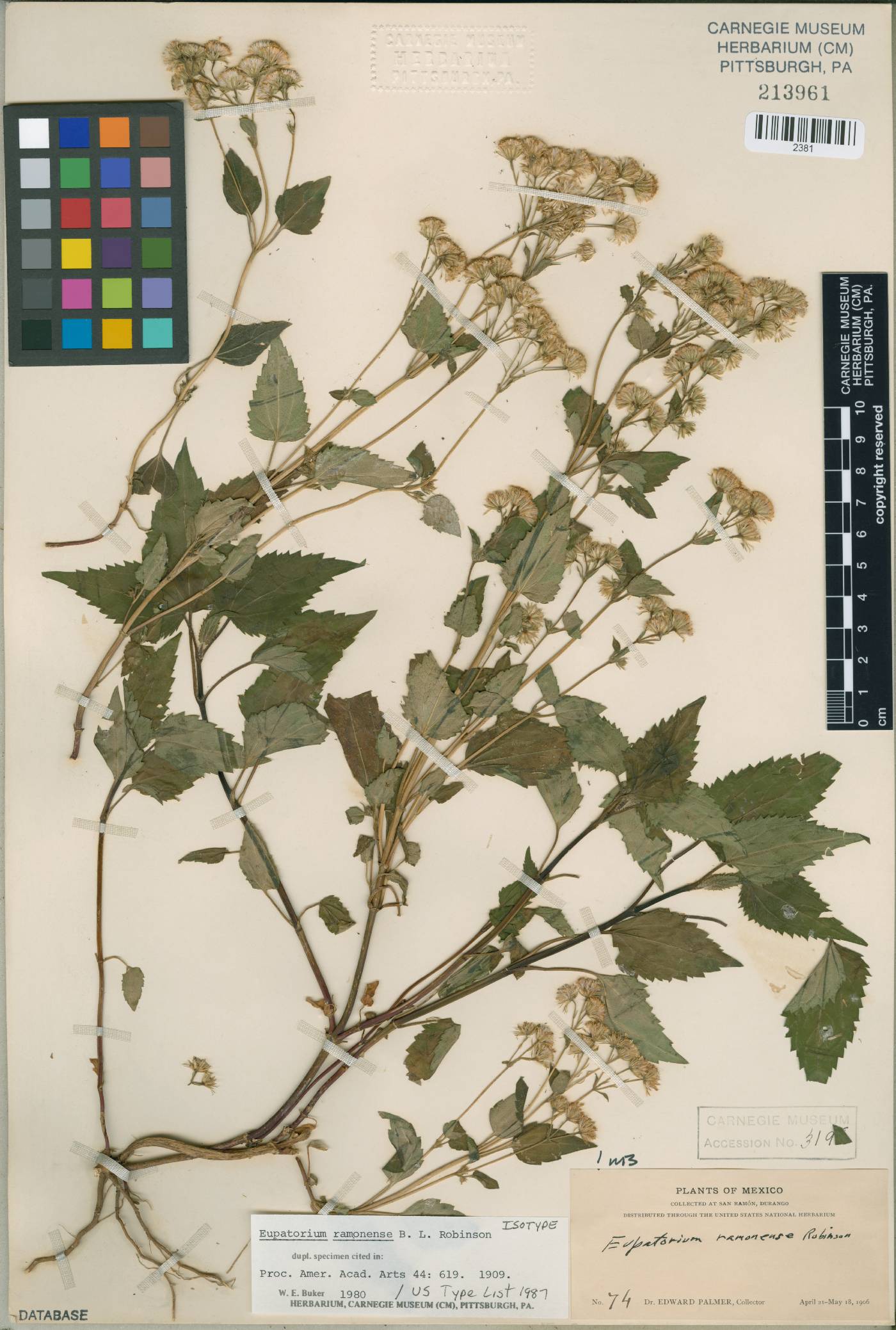 Ageratina ramonensis image