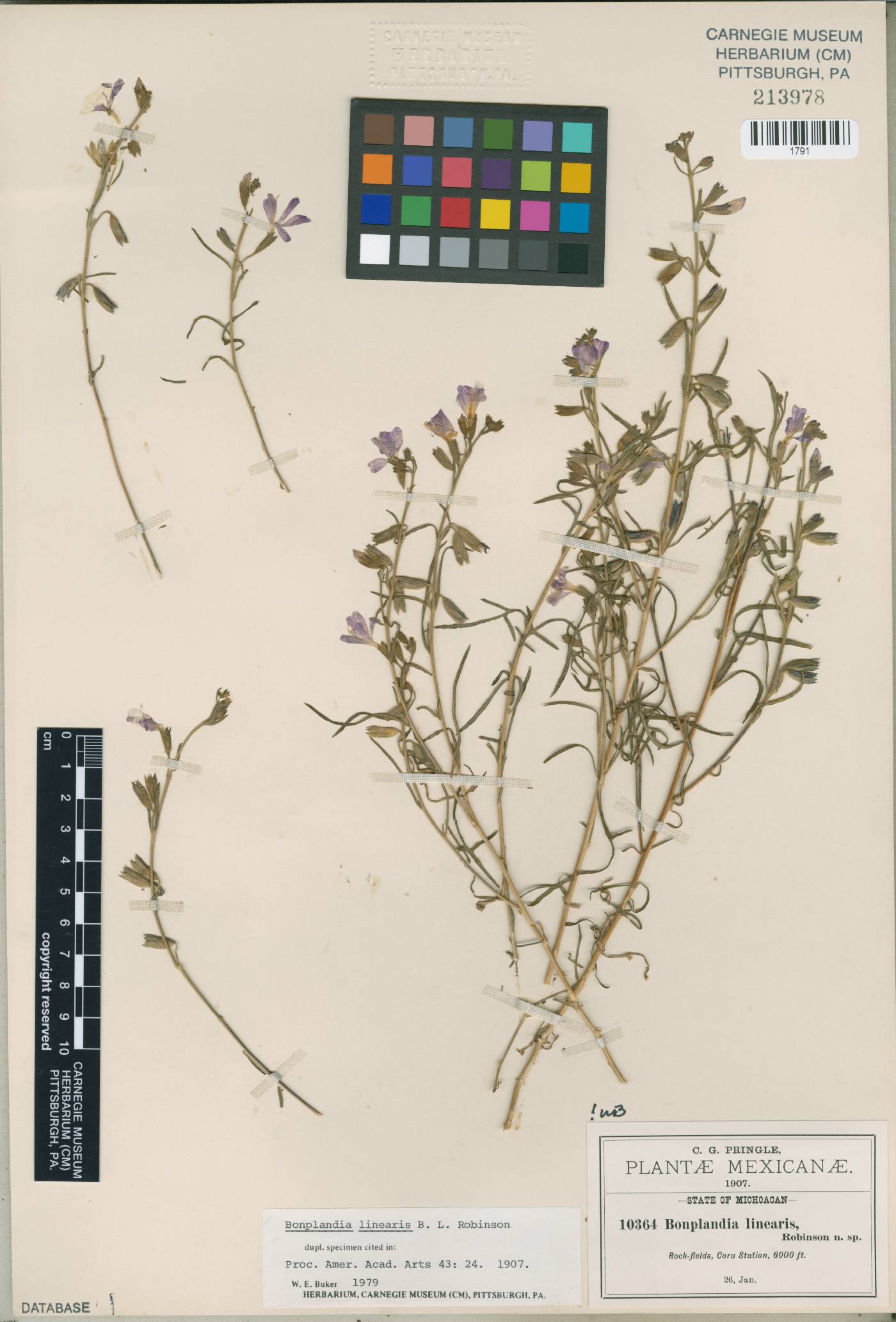 Bonplandia linearis image