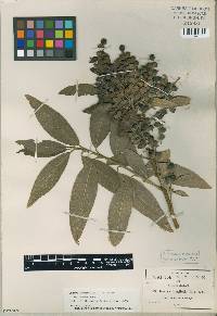 Garrya longifolia image