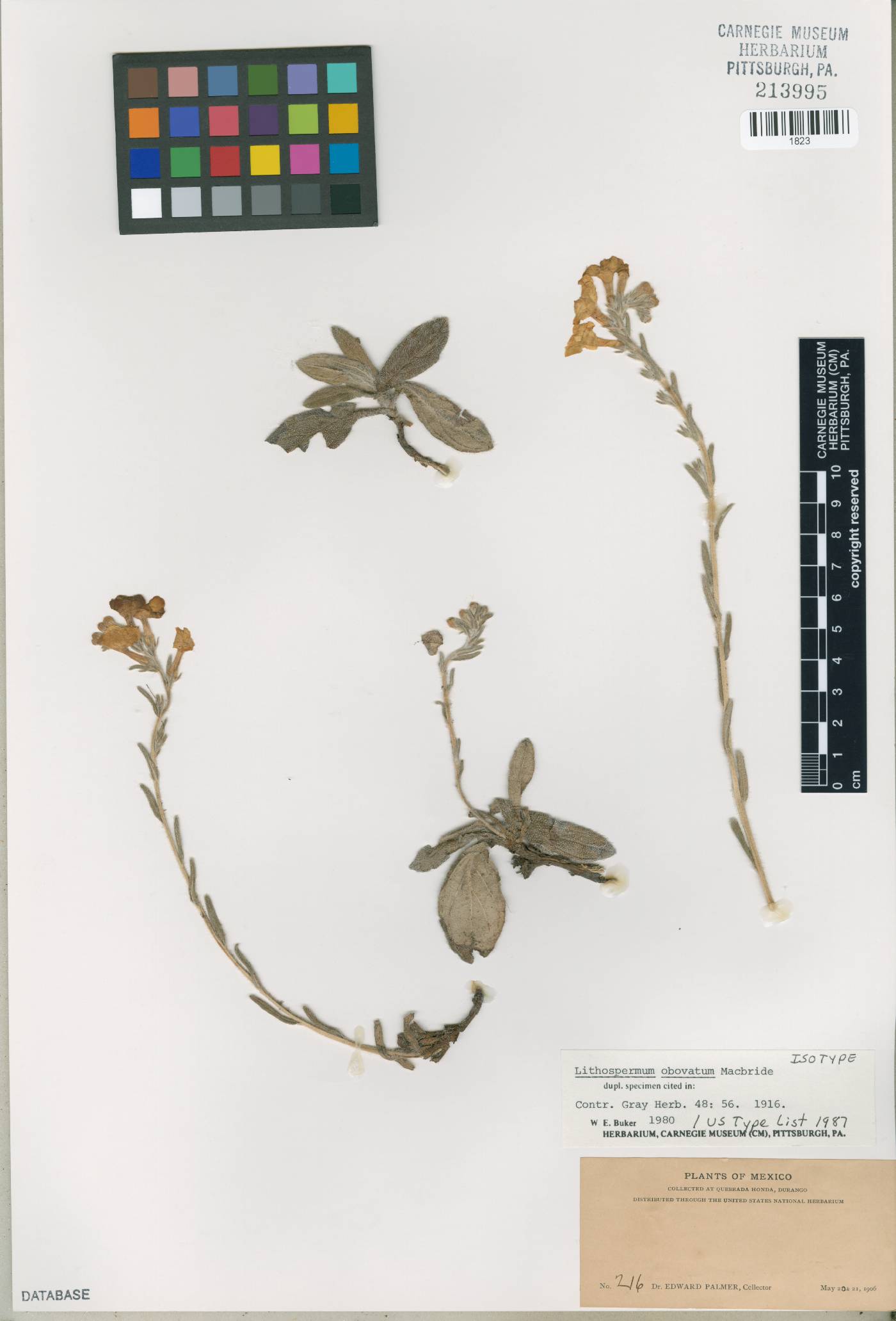 Lithospermum obovatum image