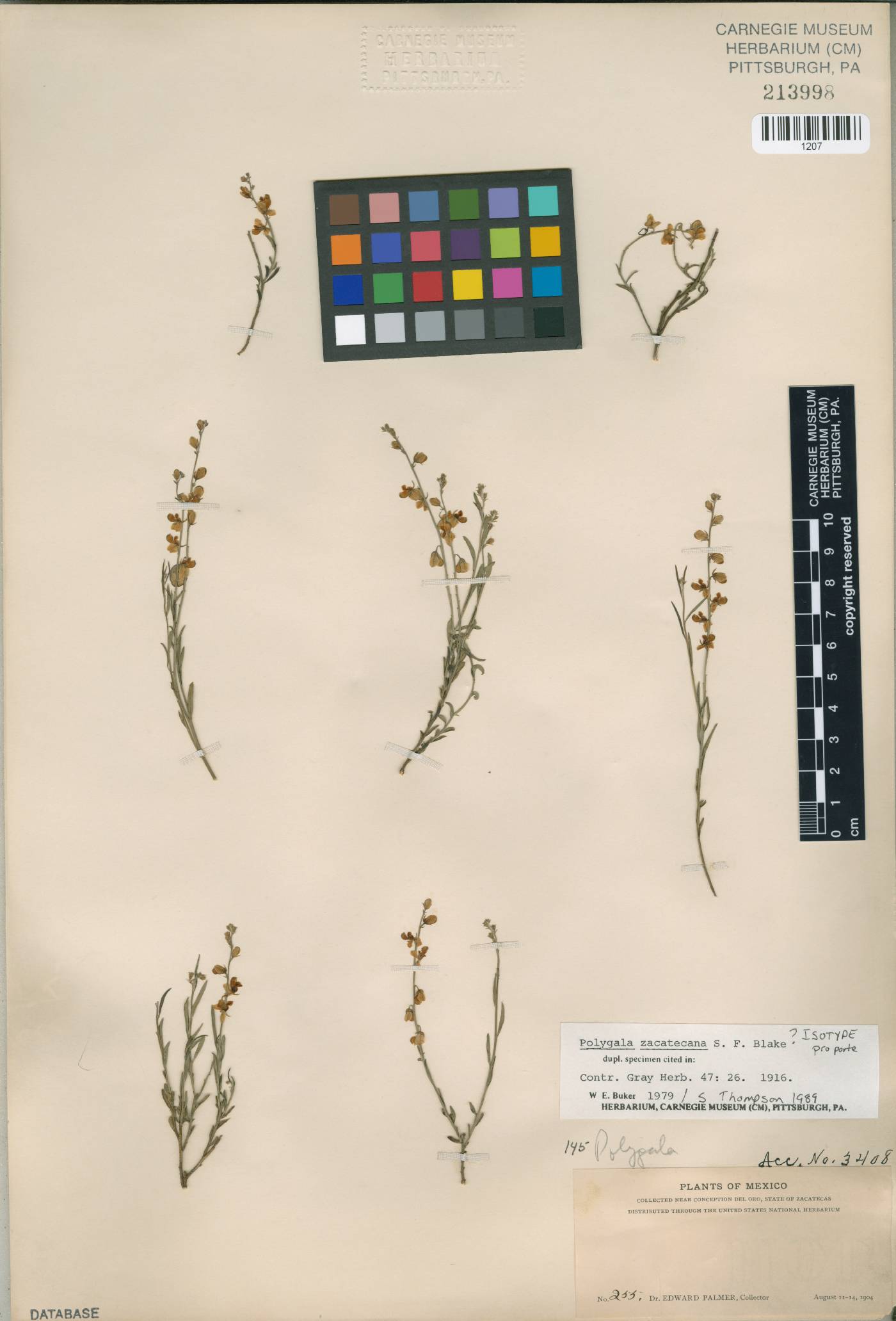 Polygala zacatecana image