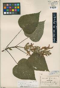 Image of Salvia atrocaulis