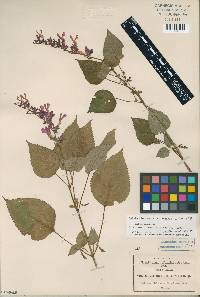 Image of Salvia carnea
