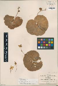 Begonia unifolia image