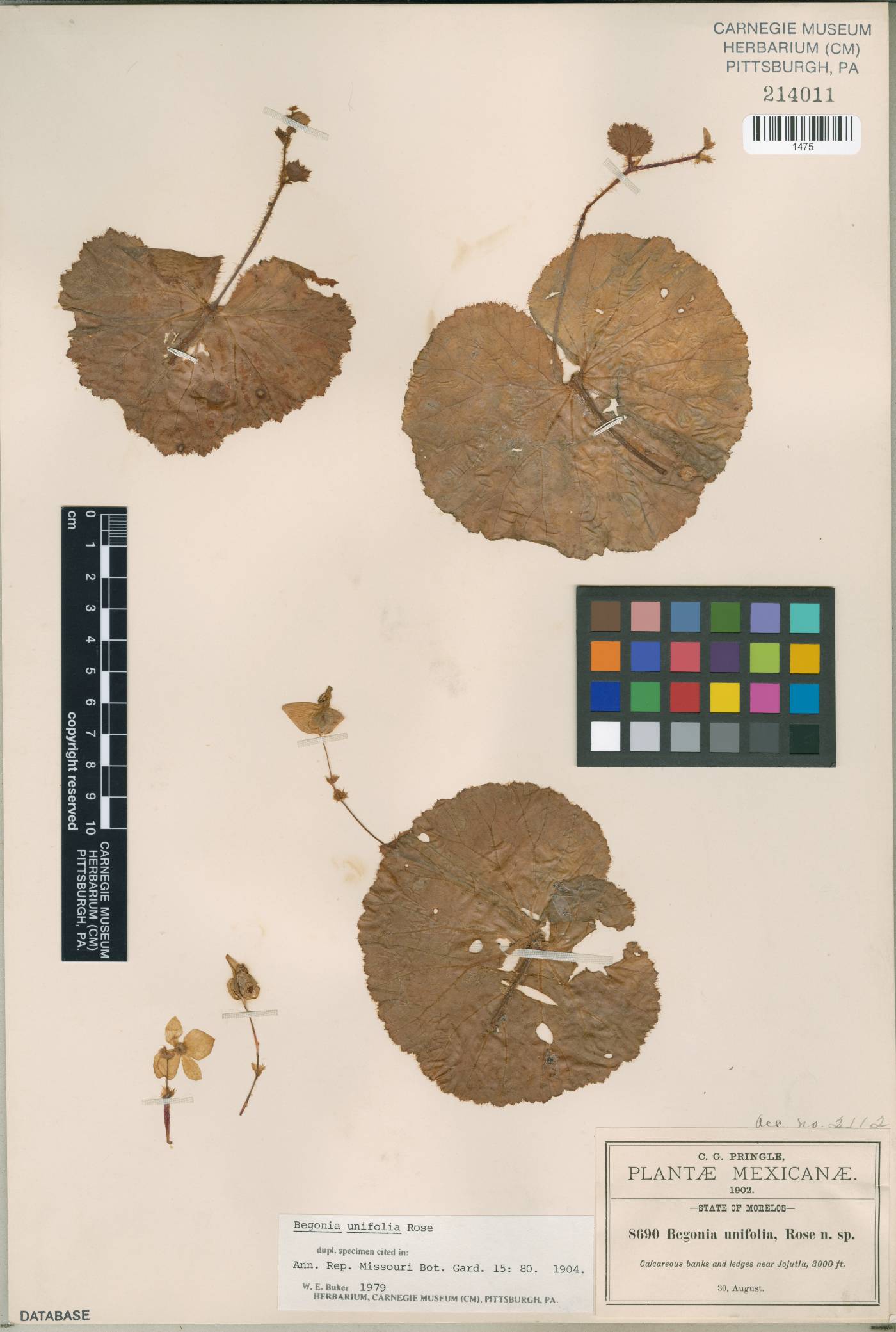 Begonia unifolia image