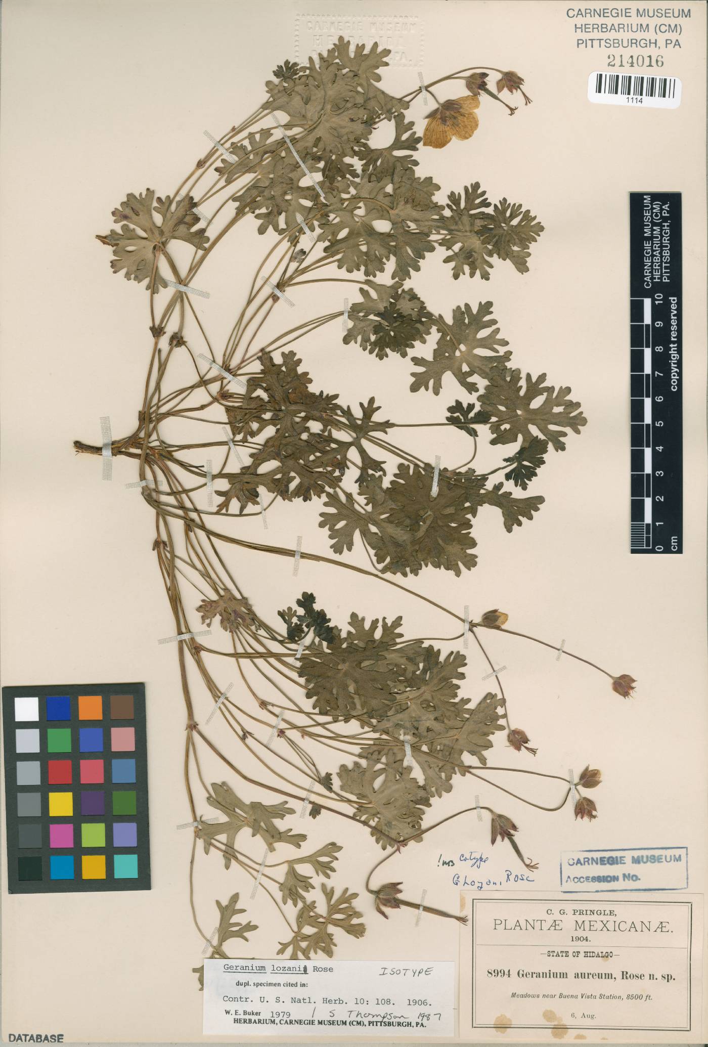 Geranium lozanii image
