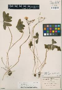 Oxalis galeottii image