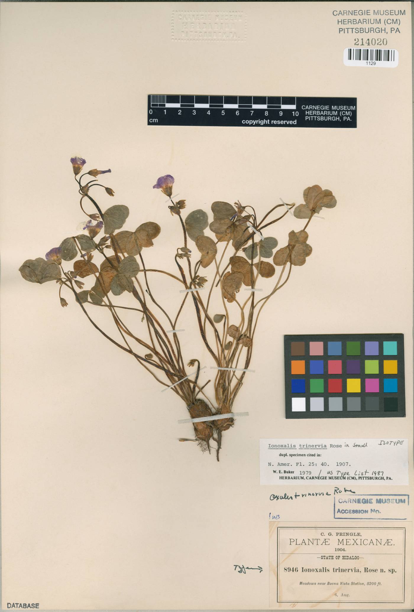 Oxalis jacquiniana image