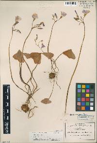 Image of Ionoxalis obliqua