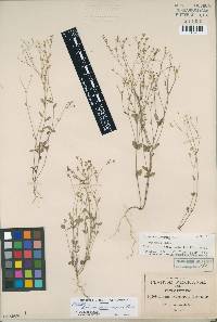 Image of Linum lasiocarpum
