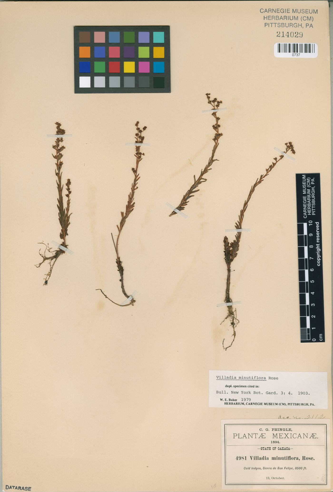 Villadia minutiflora image