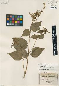 Image of Mirabilis pringlei