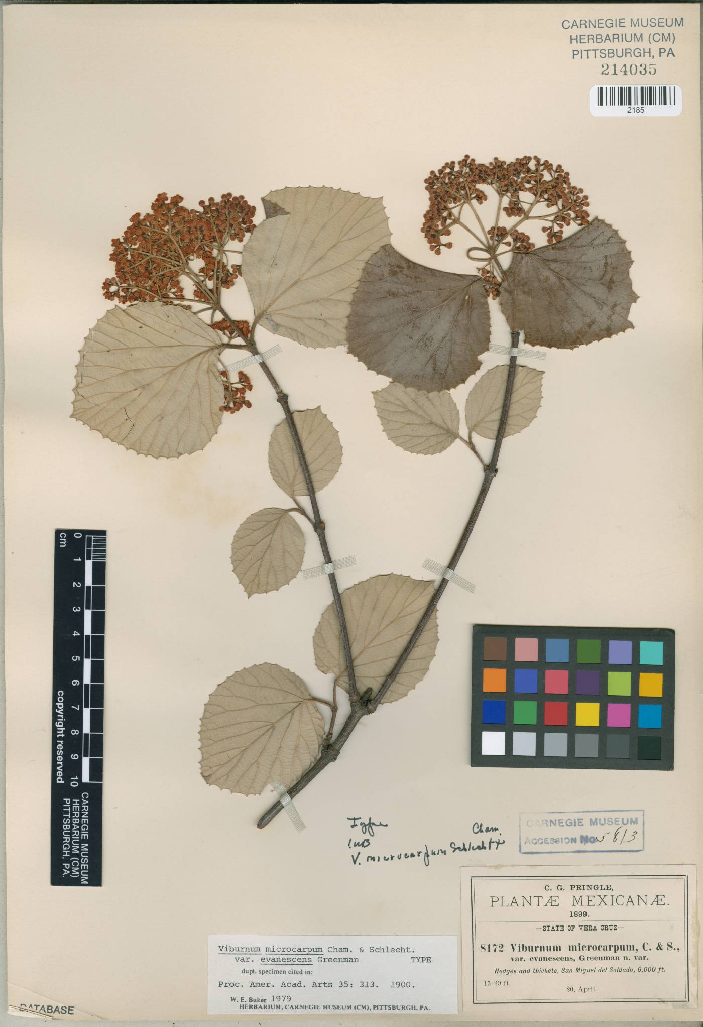 Viburnum microcarpum var. evanescens image